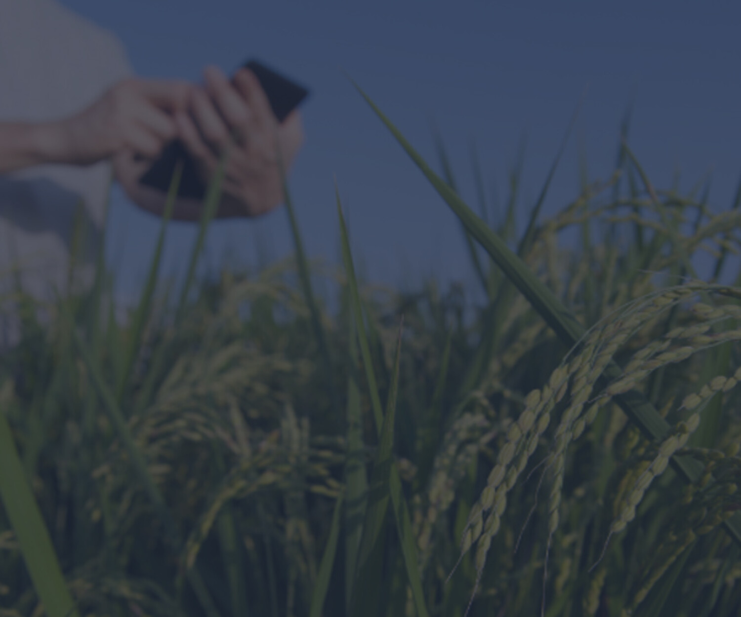 Endividamento no agronegócio