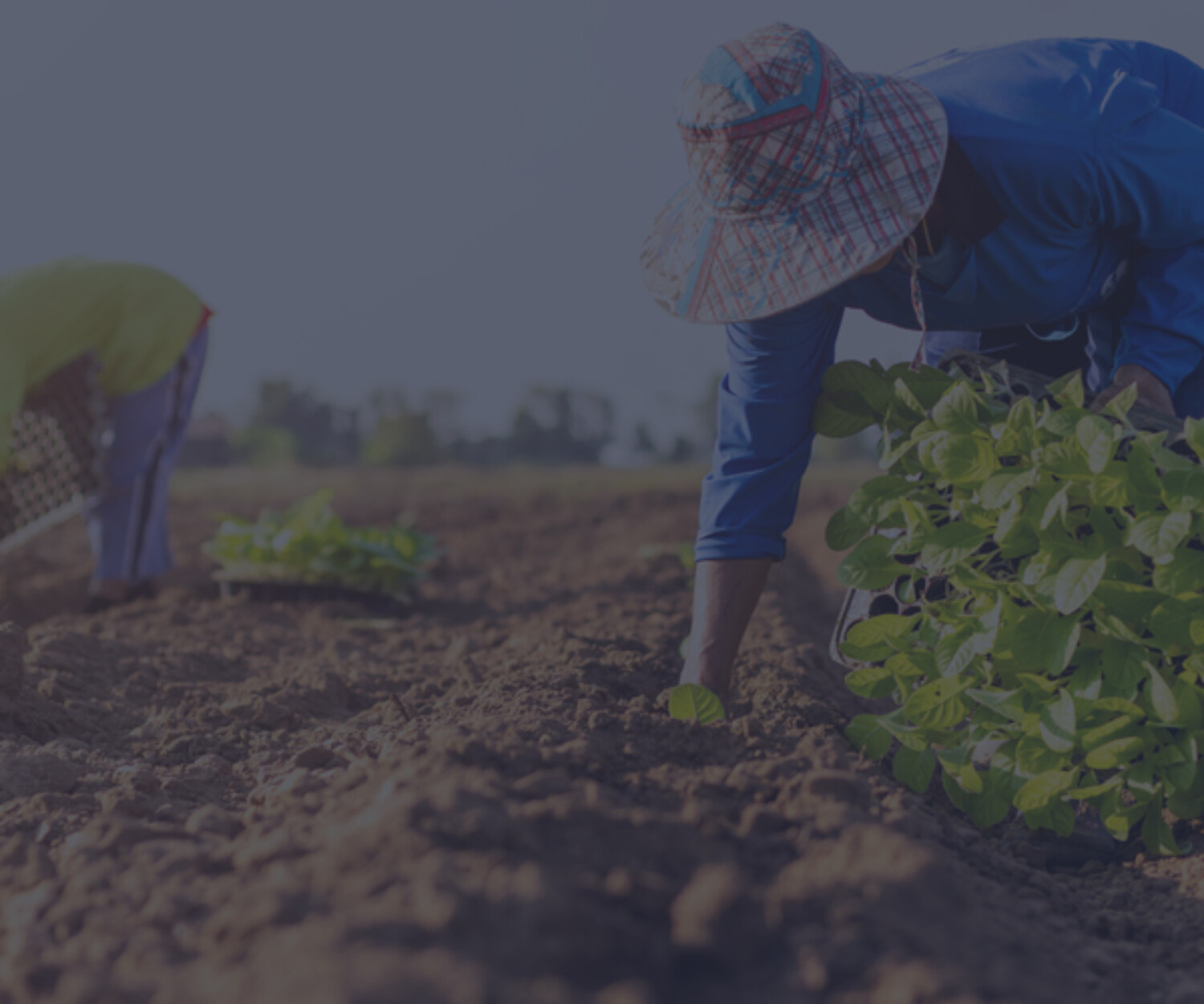 Perda de produção do produtor rural