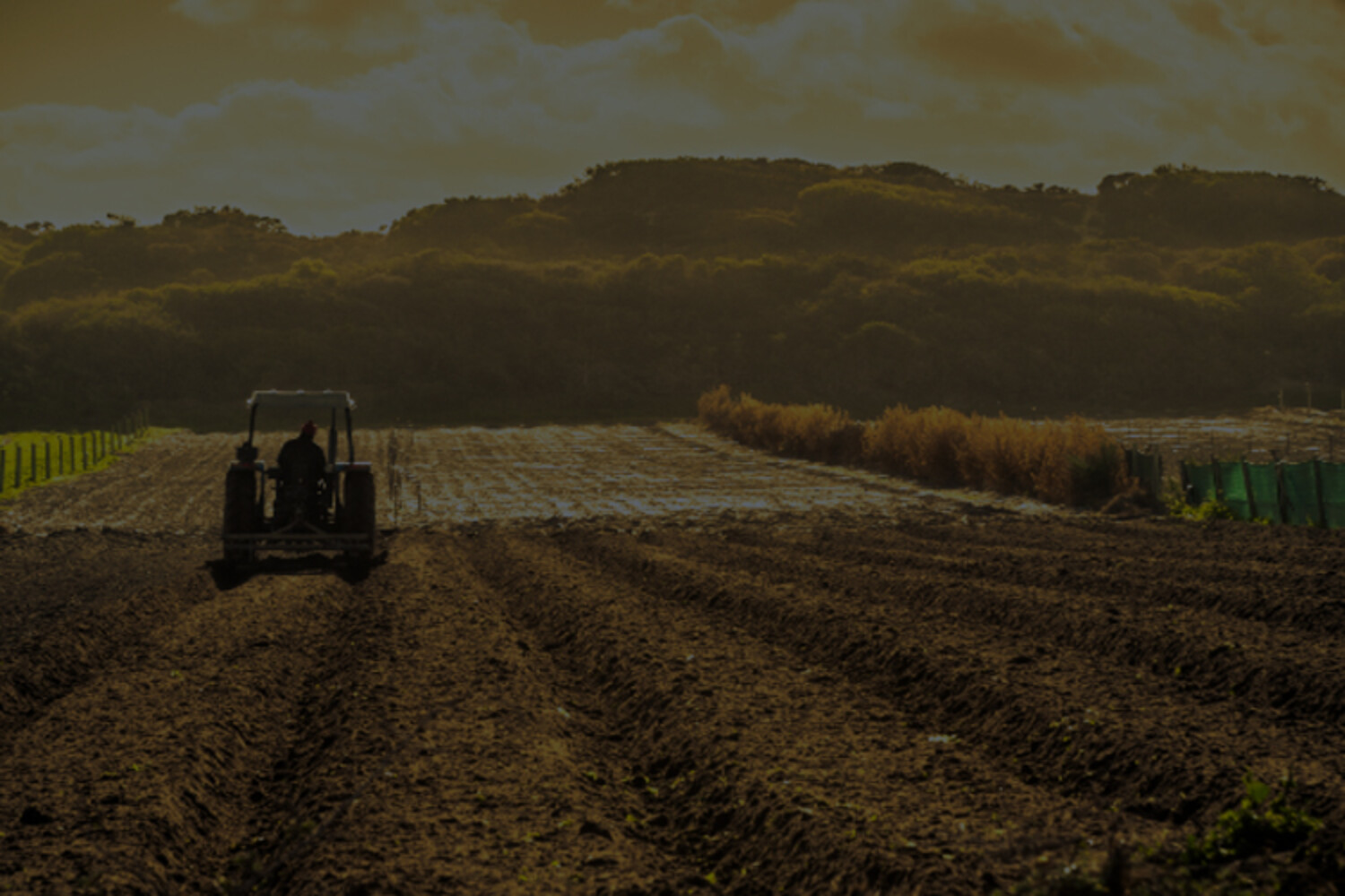 Contratar seguro agrícola