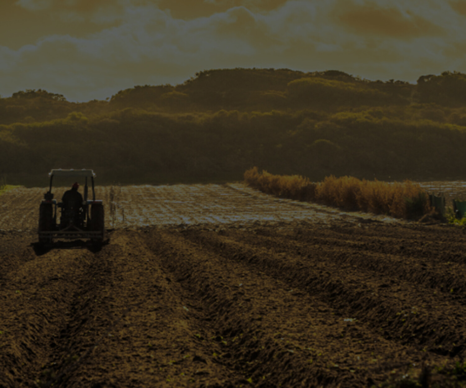 Contratar seguro agrícola