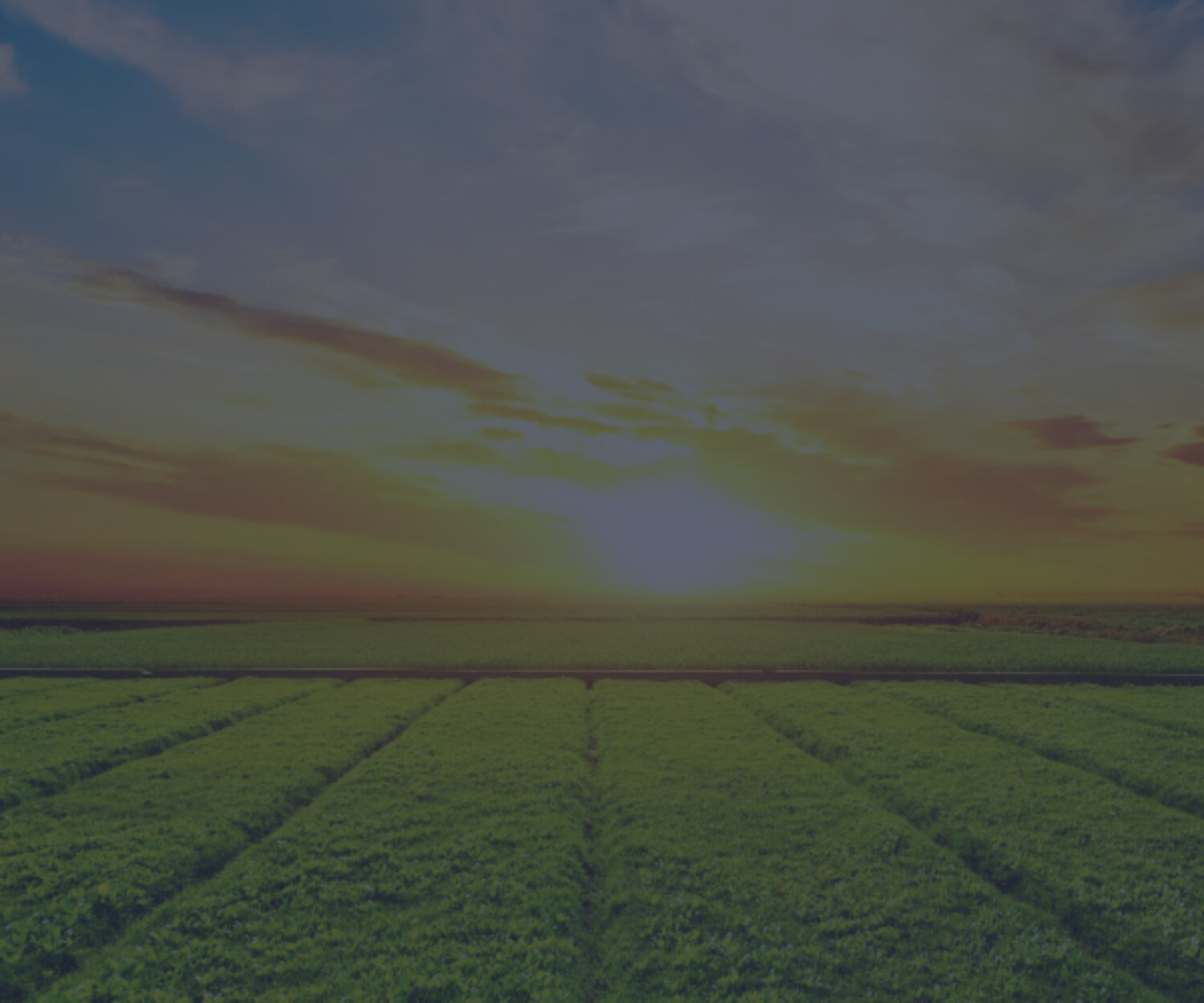 arrendatários e arrendadores de terras agrícolas
