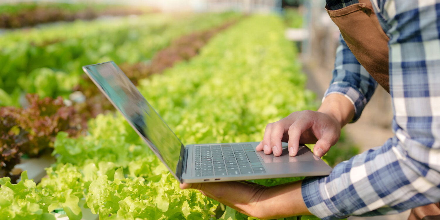 Agricultor com notebook em plantação de hortaliças
