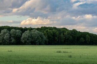 Campo verde cultivado às margens de área de mata preservada, representando questões ambientais no agronegócio