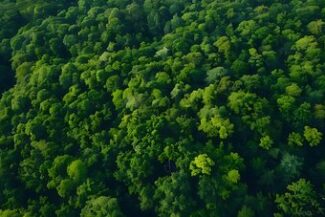 Vista aérea de floresta densa, representando territórios de comunidades indígenas e quilombolas