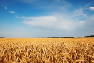 Campo de trigo dourado sob céu azul, representando a lavoura protegida pelo seguro rural